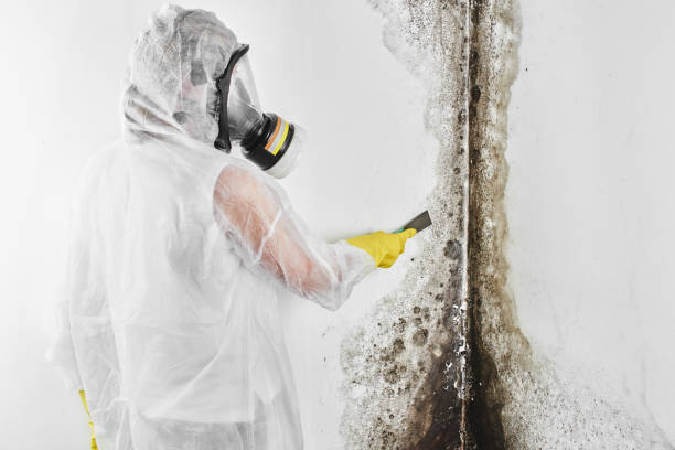 Home Mold Removal in Tanglewilde, WA