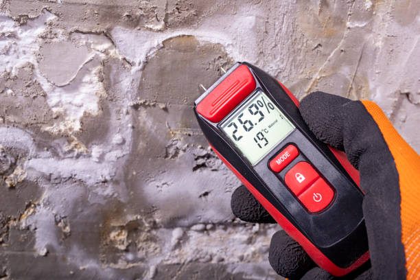Best Commercial Mold Removal  in Tanglewilde, WA