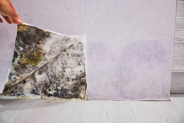 Best Fast Mold Removal  in Tanglewilde, WA